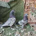 جوز تيدي مستوا تب التب تحت بيض