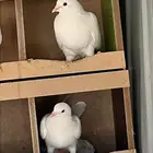 حمام فرنسي فاخر