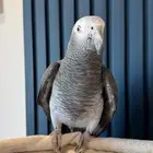 كاسكو غيني تمنه