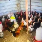 ديكه دجاج للبيع