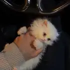 اعرض لكم قطوه للبيع العمر شهرين