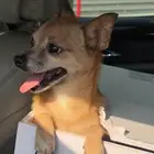 كلب ذكر شيواوا للبيع المستعجل اليف جدا وعمره تسع شهور