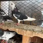 جوز قطيفي عاقد