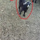 للبيع معزا بدويات صغار