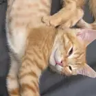 قطط كيتن للتبني