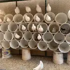 حمام فرنسي سوبر جامبو