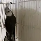 طير كروان هولندي