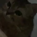 قطه انثى للتبني(لا يكلموني الا الجادين)