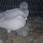 حمام باكستاني جوز معا انتجه وذكرين قلاب على السوم