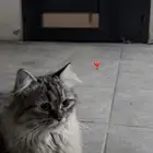 أنثى شيرازي للتبني