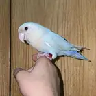 ببغاء روز اليف جدا