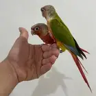 فرخين صن كنيور اليفين للبيع