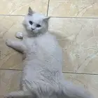 قط ذكر عمره تقريبا 8 شهور لتبني