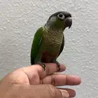 بغبغاء كنيور يلو سايد أليف وهدد داخلي وخارجي نشبة