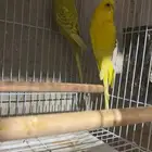 ازواج بادجي طيور حب