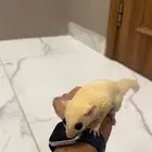 سنجاب طائر شوقر قلايدر لون كريم ايني