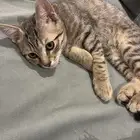 قط للتبني عمر ثلاث شهور