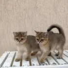 للبيع قطتين أنثى سكوتش ستريت