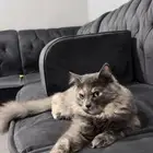 شيرازي للتبني