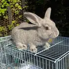 عرض ارنب اليف مع كامل اغراضه ب 50  فقط