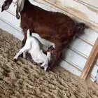 عنز تحته تيسين