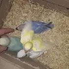 فروخ روز للبيع