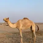 ركبي حق للبيع