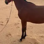 مهرة عربي اصيل كفو جدة الجموم للبيع