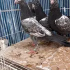 للبيع طبات تيدي سخي فواخر