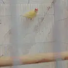 طيور قولدن فينش للبيع