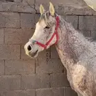 فرس شعبيه صغيرة عمر