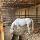 حصان شعبي لم يعسف