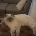 قط هملايا بيرر للتبني