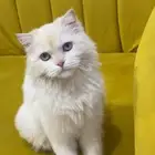 تبني لمده شهرين لشخص له خبره