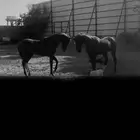 حصان ومهر للبيع