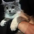 قطه شيرازي للبيع لعوبه جدا  ولطيفه