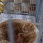 زوج كناري منتج بفروخه