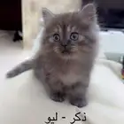 قطط شيرازي