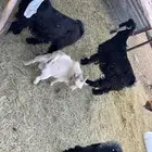 للبيع تيوس فل شحم