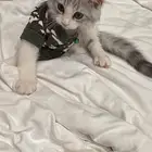 أريد قطة انثي صغيره للتبني