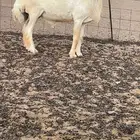 للبيع فحل حري صنف ومشرووط