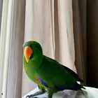 ببغاء اكلكتوس للبيع في جدة