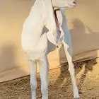 عنز بيضاء برصا