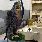 جير تبع قرناس