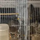 للبيع مينوا متكلمين