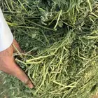 برسيم للبيع من المزرعة