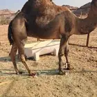 جمل للبيع