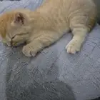 قط شيرازي للتبني