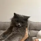 قطه رصاصيه شيرازيه للتبني