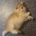 سكوتش ستريت بيور للبيع ومتاح التسجيل